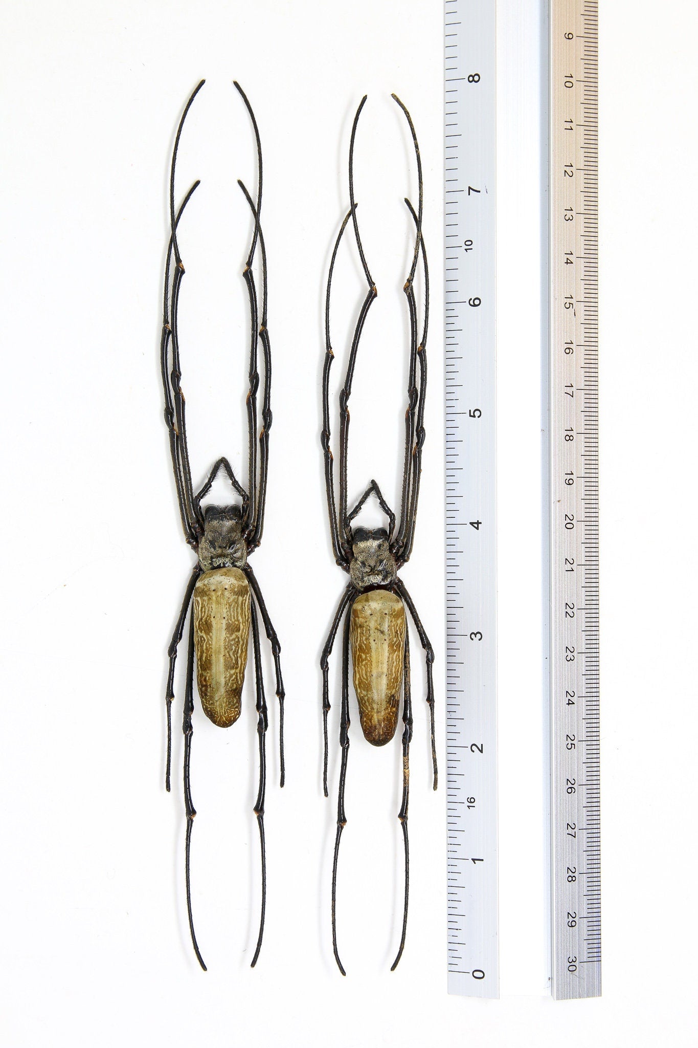 10 x Golden Orb Weaver Spiders (Nephila pilipes) 8 inch | A1 Unmounted Specimen | Dry-preserved Taxidermy WHOLESALE