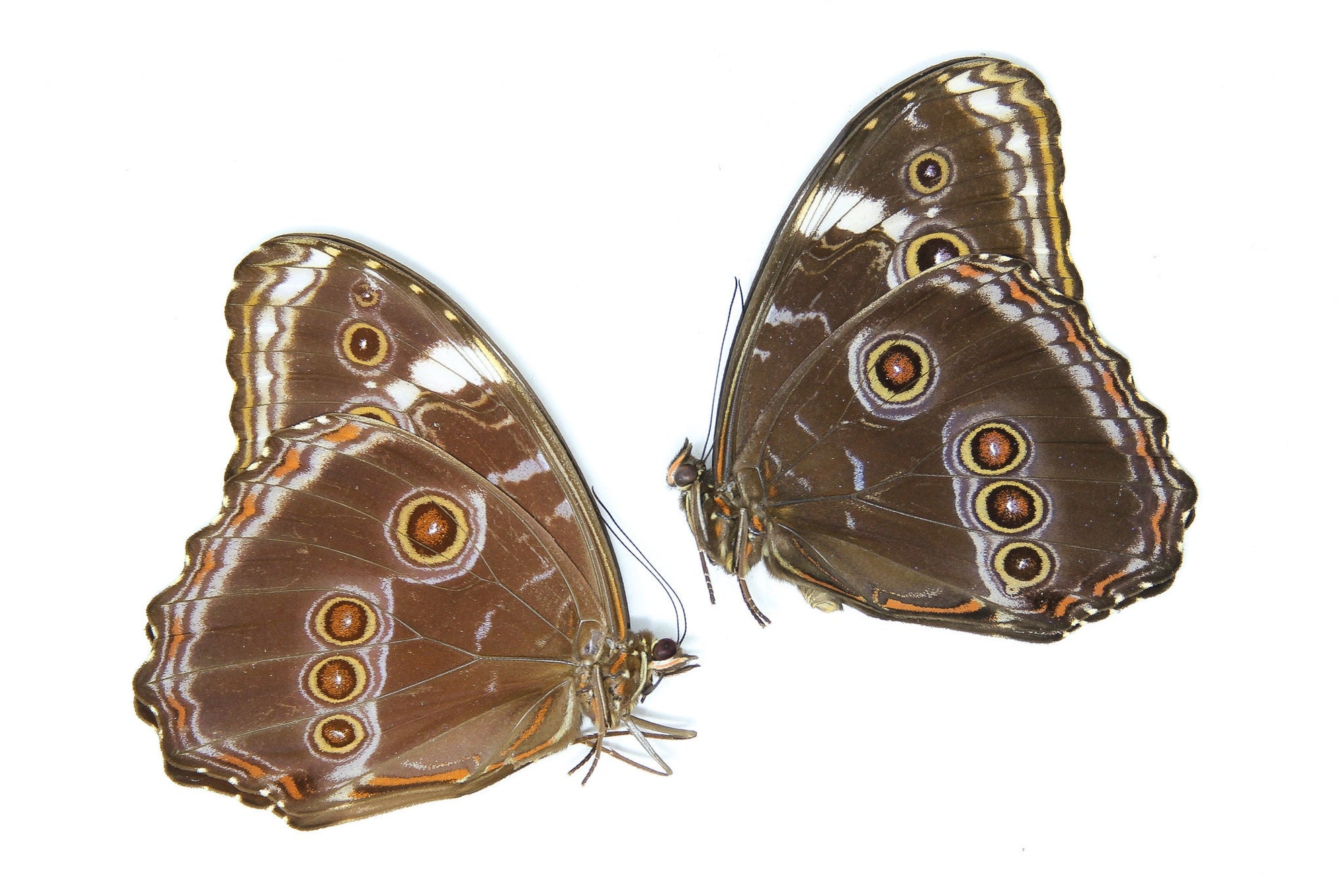 TWO (2) Morpho deidamia, A1 Dry-Preserved Unmounted Butterflies, Unmounted Papered Specimens