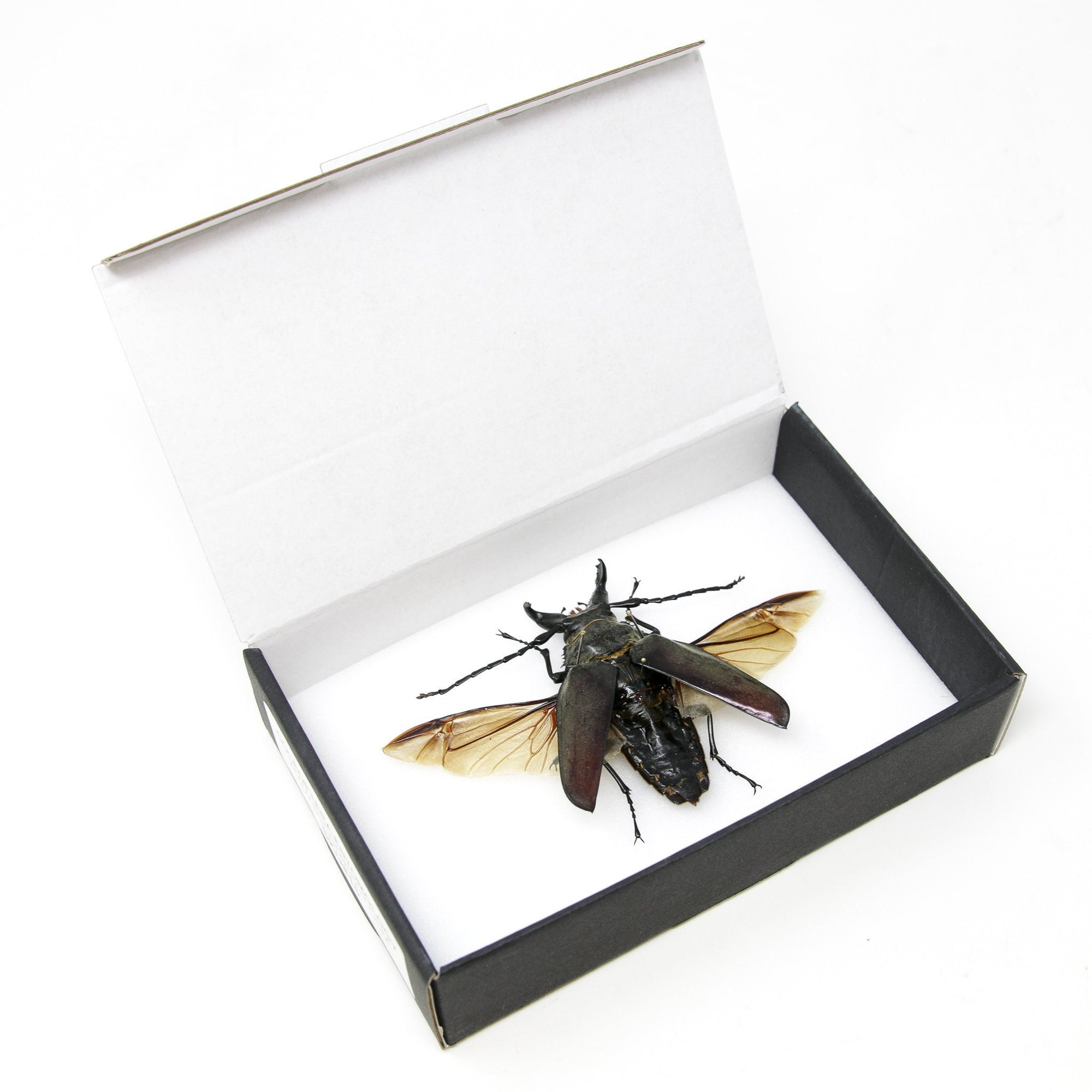 Beetle Specimen with Collection Data, A1 Quality, Entomology #SKU15