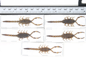 WHOLESALE 10 Yellow Scorpions (Mesobuthus martensii) 50-70mm A1 Entomology Specimens