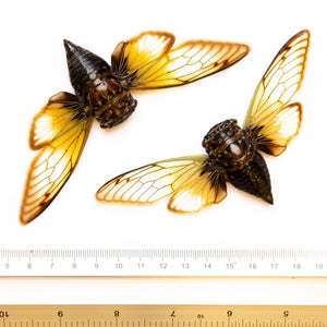 TWO (2) Clear Winged Cicadas (Cryptotympana fumipennis) 5 Inch Wingspan, A1 Quality Real Insect Specimens