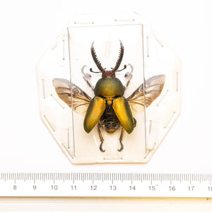 FIVE (5) Saw-Tooth Beetles SPREAD SPECIMENS (Lamprima adolphinae), A1 Wholesale Insect Supplies