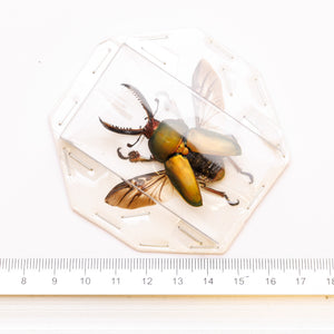 FIVE (5) Saw-Tooth Beetles SPREAD SPECIMENS (Lamprima adolphinae), A1 Wholesale Insect Supplies