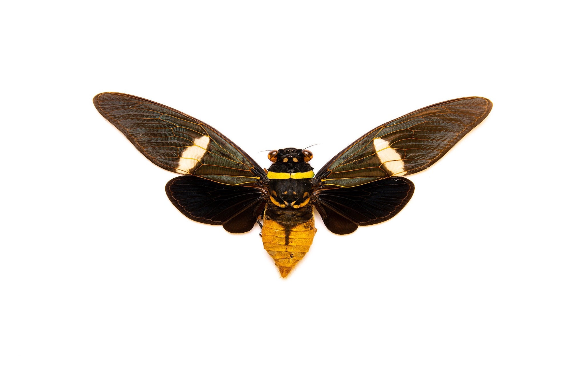 WHOLESALE 10 Tosena depicta, A1 Black Long-wing Cicadas 5inch Wingspan, Entomology Spread Specimens