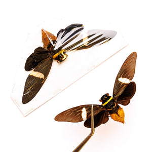 WHOLESALE 10 Tosena depicta, A1 Black Long-wing Cicadas 5inch Wingspan, Entomology Spread Specimens