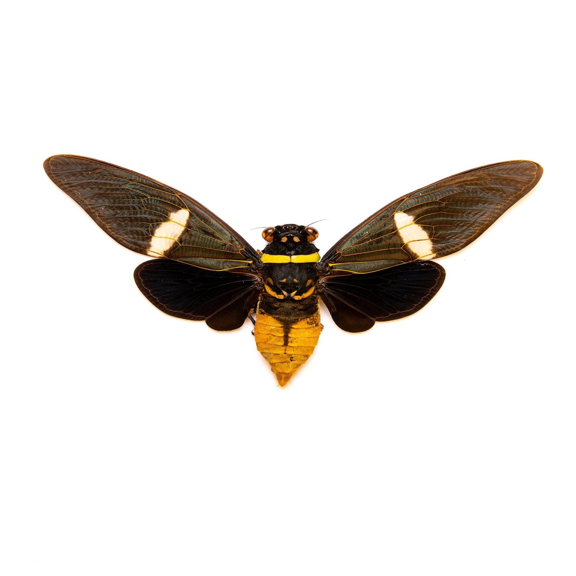 WHOLESALE 10 Tosena depicta, A1 Black Long-wing Cicadas 5inch Wingspan, Entomology Spread Specimens