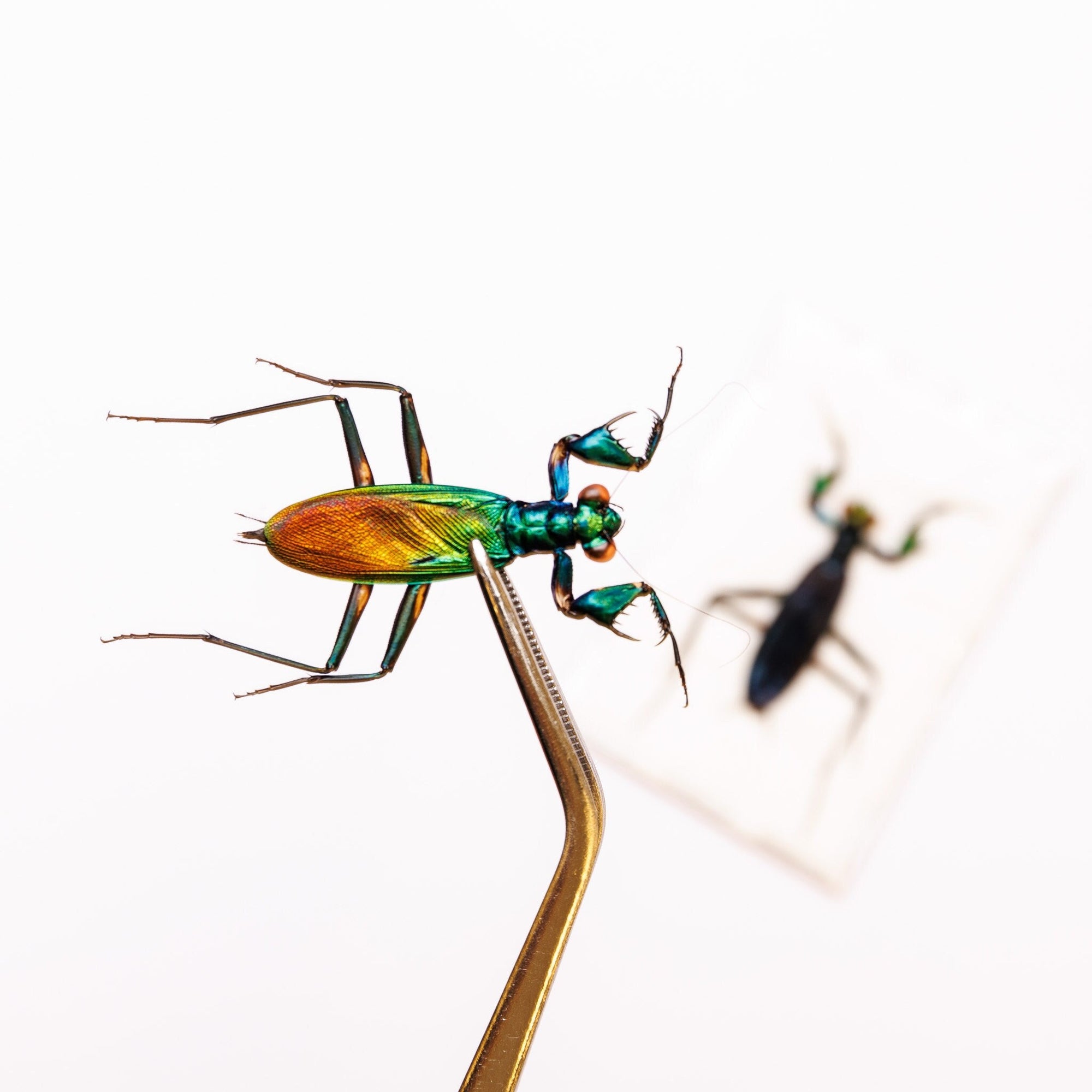 TWO (2) Metallic Mantis (Metallyticus splendidus) A1 Insect Specimens, Pair