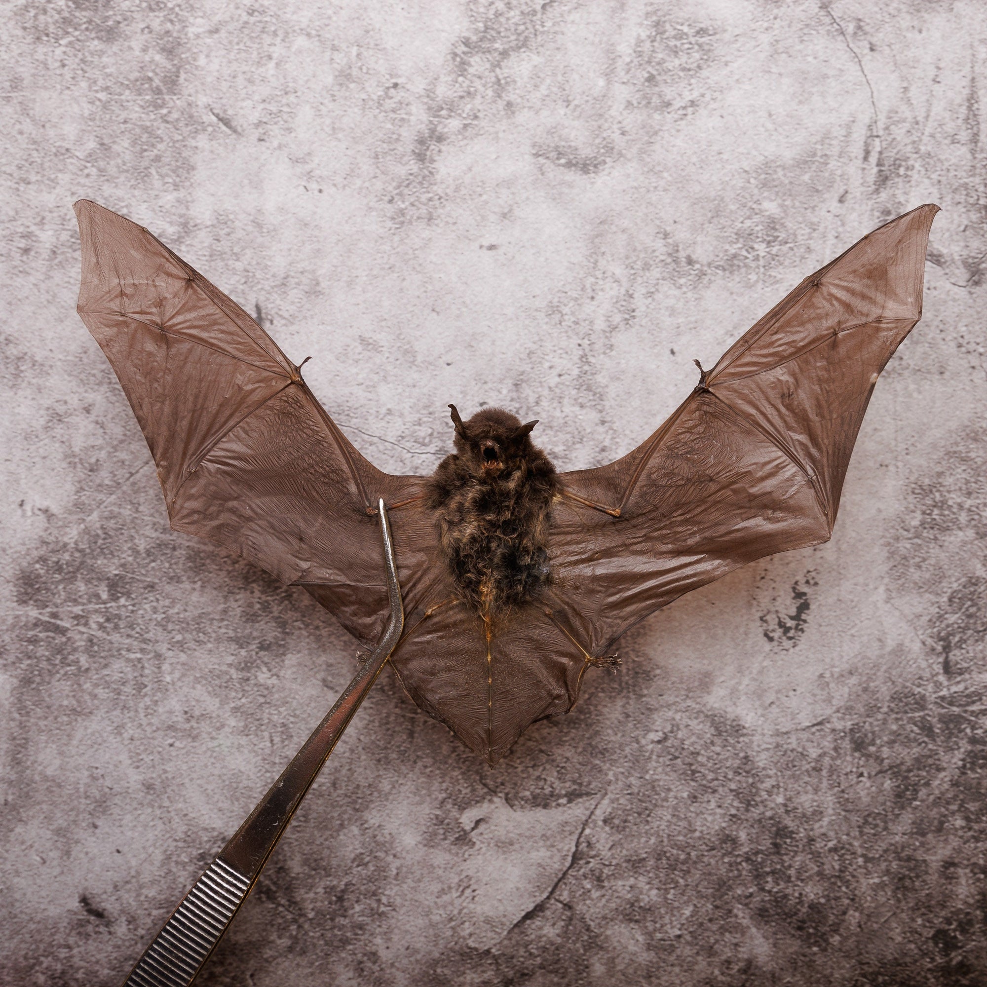 Malay Pipistrelle Bat Taxidermy (Pipistrellluis imbricatus) 8 Inch Wingspan (Non-CITES)