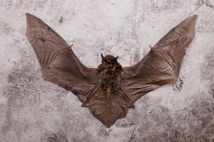 Malay Pipistrelle Bat Taxidermy (Pipistrellluis imbricatus) 8 Inch Wingspan (Non-CITES)