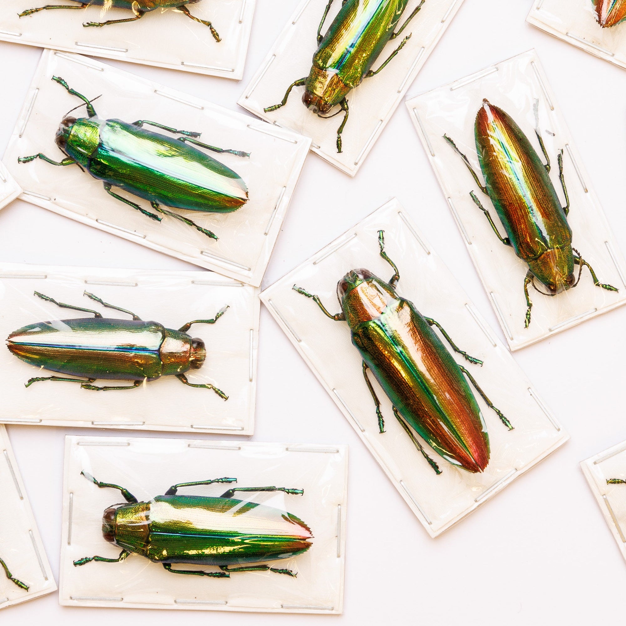 TWO (2) Aurora Jewel Beetles (Chrysochroa aurora)  A1 Real Entomology Specimens