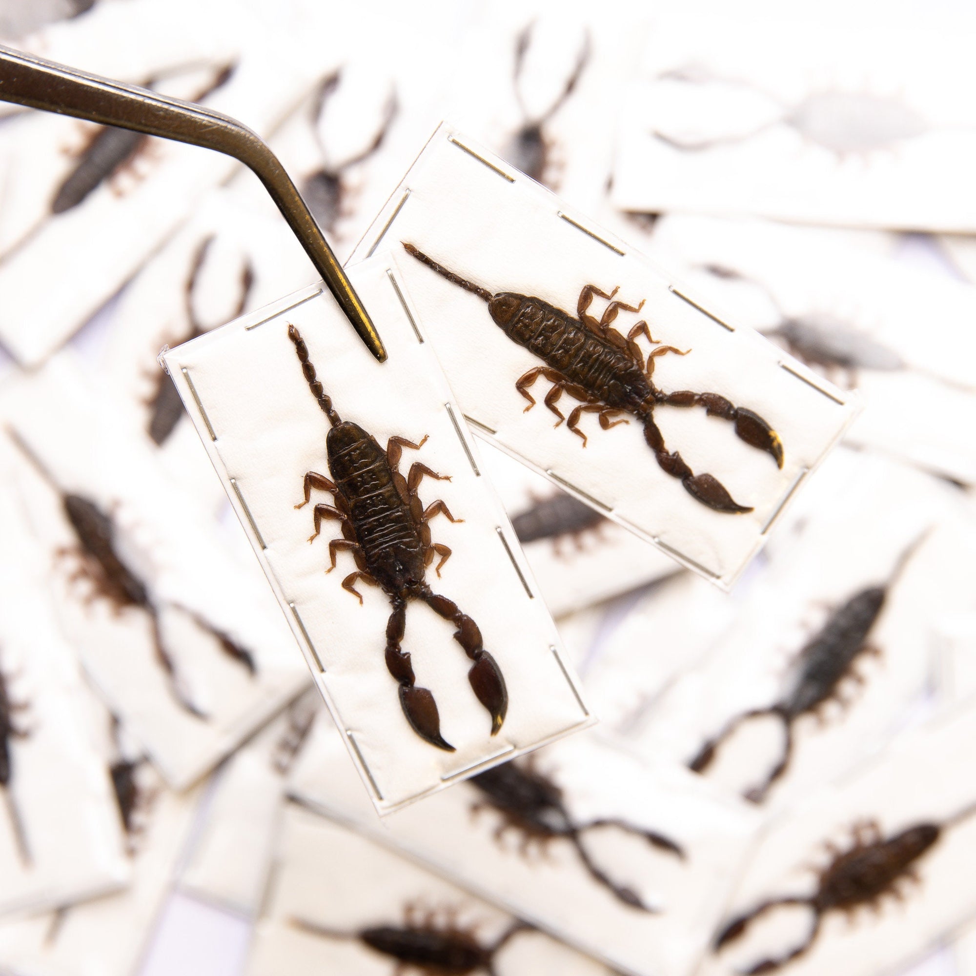 TWO (2) Dwarf Scorpions (Liocheles australasiae) 40-50mm A1 Entomology Specimens