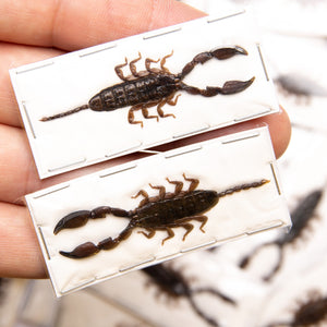 TWO (2) Dwarf Scorpions (Liocheles australasiae) 40-50mm A1 Entomology Specimens