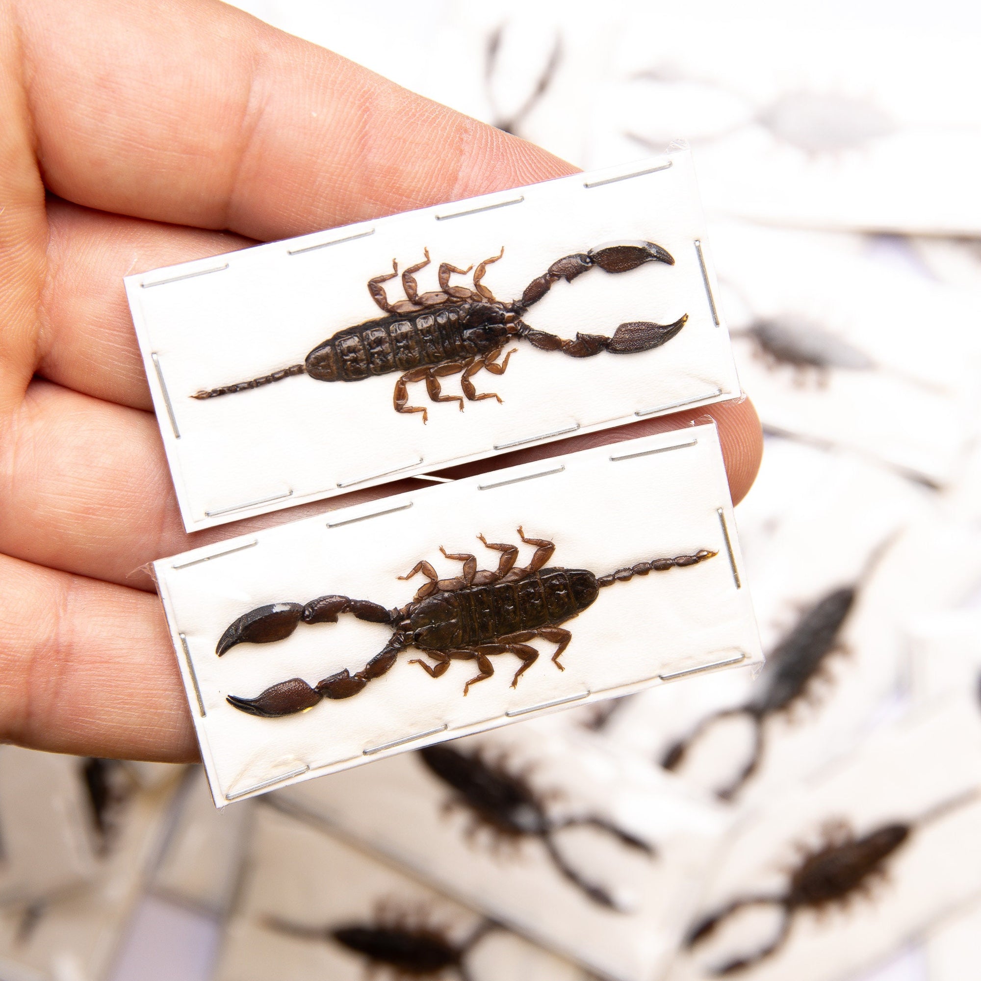 TWO (2) Dwarf Scorpions (Liocheles australasiae) 40-50mm A1 Entomology Specimens