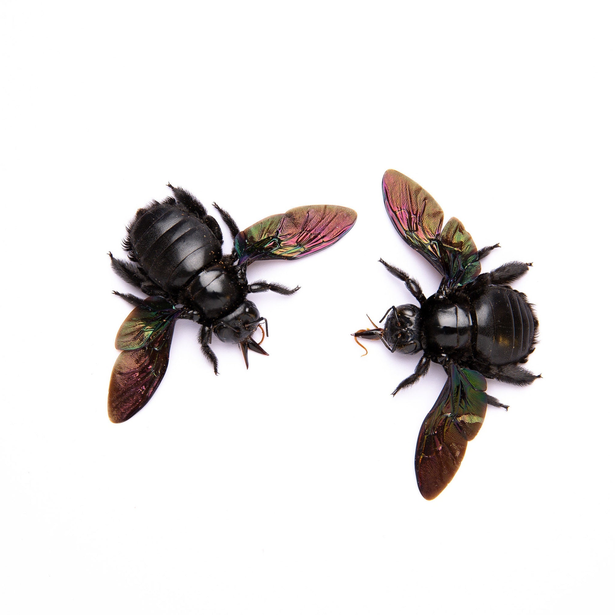 TWO (2) Giant Black Carpenter Bees (Xylocopa latipes) | A1 Spread Specimens | Indonesia Java Bumblebee | Dry-preserved Taxidermy