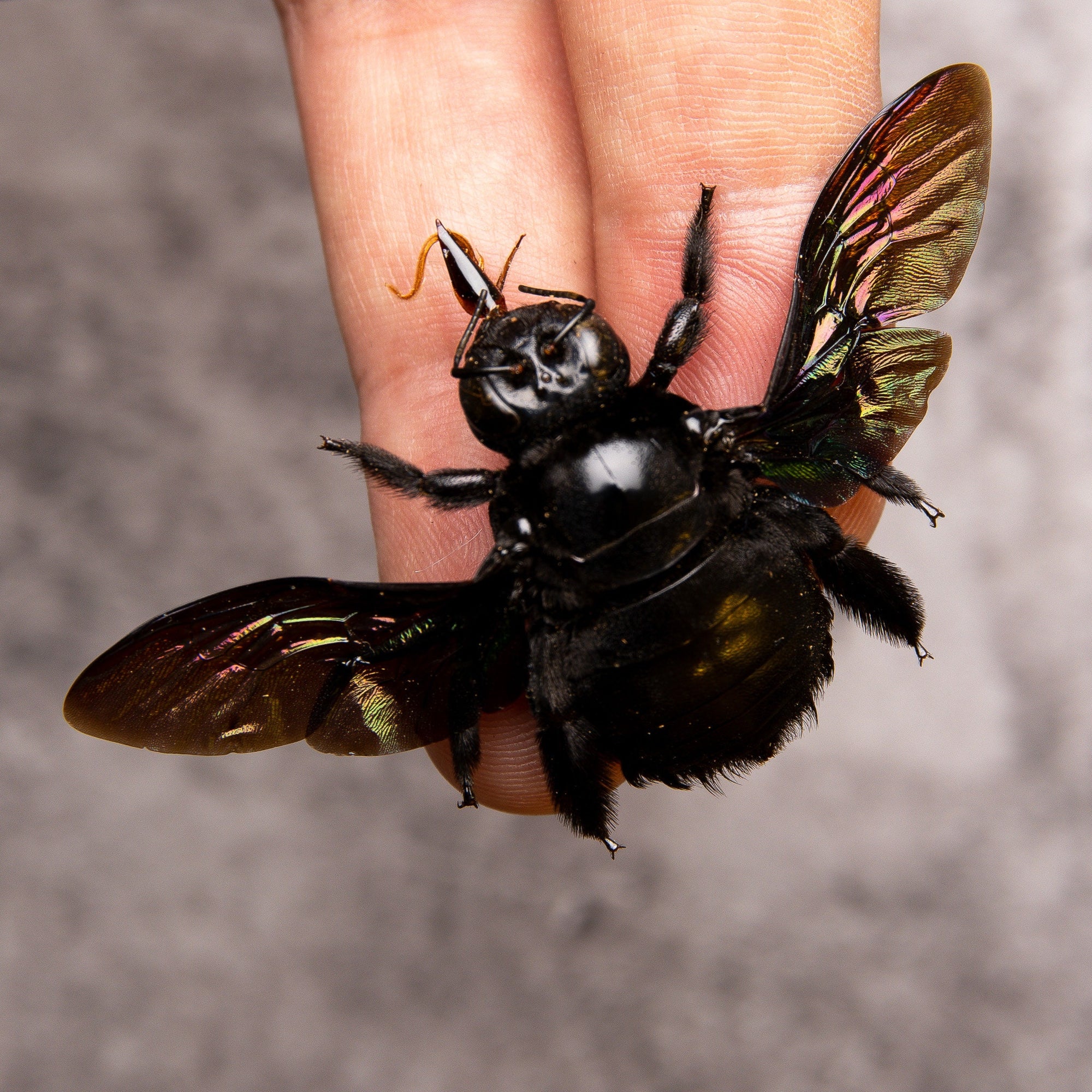 TWO (2) Giant Black Carpenter Bees (Xylocopa latipes) | A1 Spread Specimens | Indonesia Java Bumblebee | Dry-preserved Taxidermy