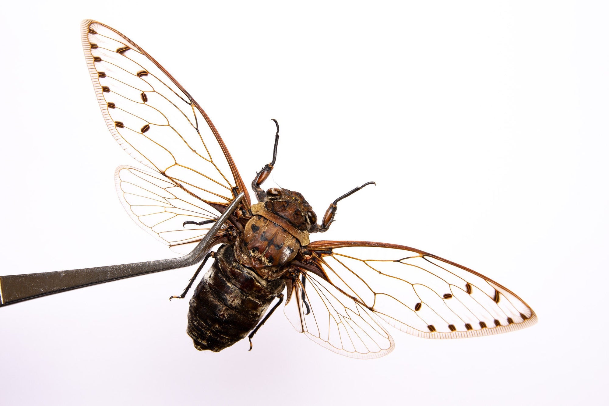 TWO (2) GIANT CICADAS 7-8" Wingspan | Megapomponia merula | A1 Spread Specimen