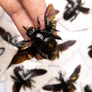 TWO (2) Giant Black Carpenter Bees (Xylocopa latipes) | A1 Spread Specimens | Indonesia Java Bumblebee | Dry-preserved Taxidermy