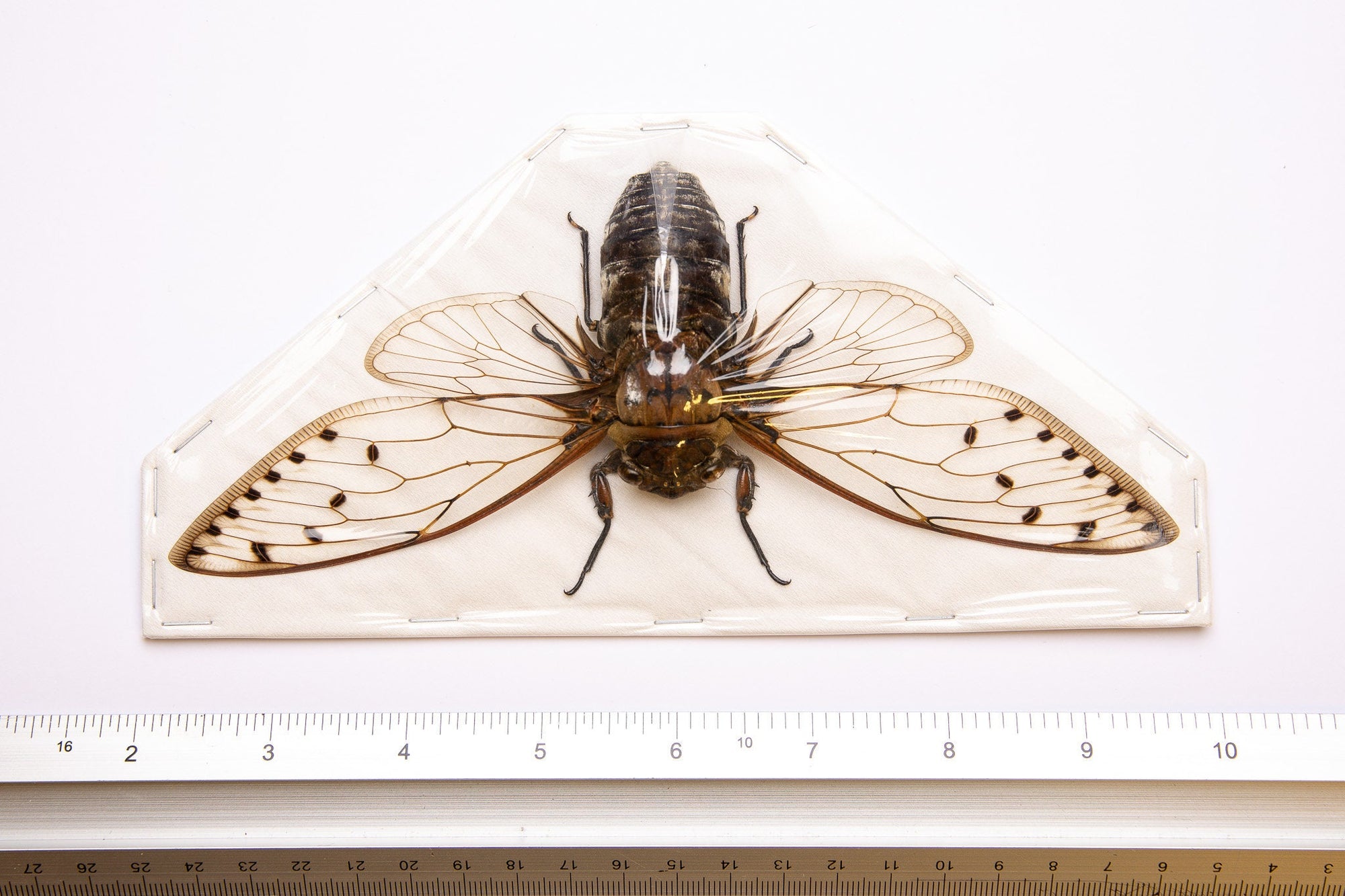 TWO (2) GIANT CICADAS 7-8" Wingspan | Megapomponia merula | A1 Spread Specimen