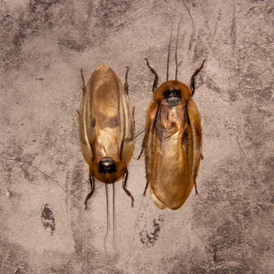 TWO (2) Giant Cave Cockroaches (Blaberus giganteus) A1 Ethically Sourced Entomology Specimens