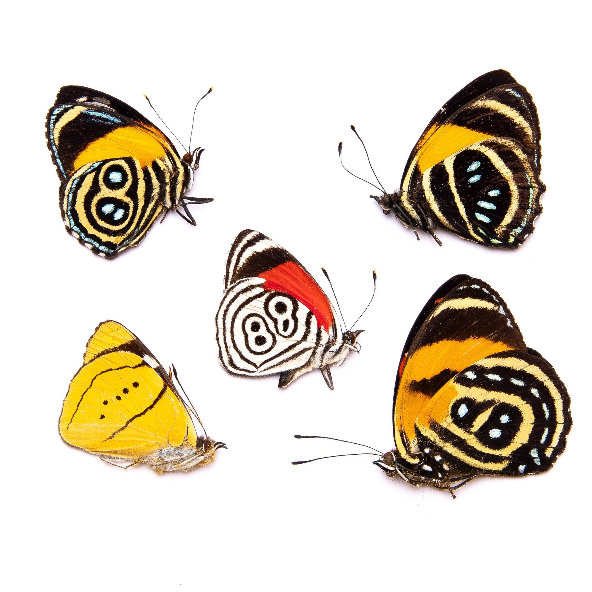 FIVE (5) Peruvian Number-Wing Butterflies A1 Mixed Assorted Callicore, Diaethria, Perisama