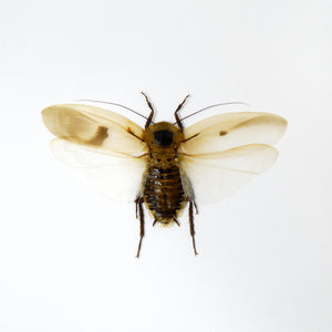 TWO (2) SPREAD Giant Cave Cockroaches (Blaberus giganteus) A1 Ethically Sourced Entomology Specimens 120mm Wingspan