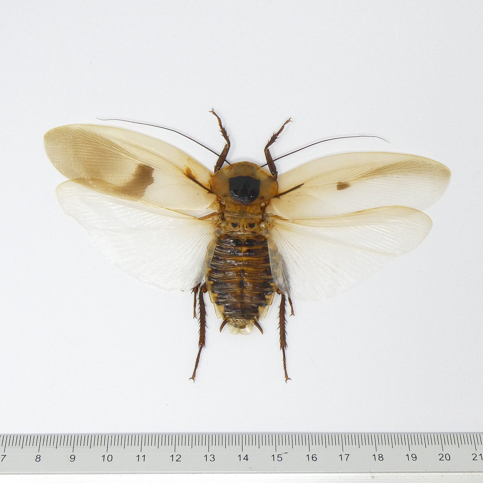 TWO (2) SPREAD Giant Cave Cockroaches (Blaberus giganteus) A1 Ethically Sourced Entomology Specimens 120mm Wingspan