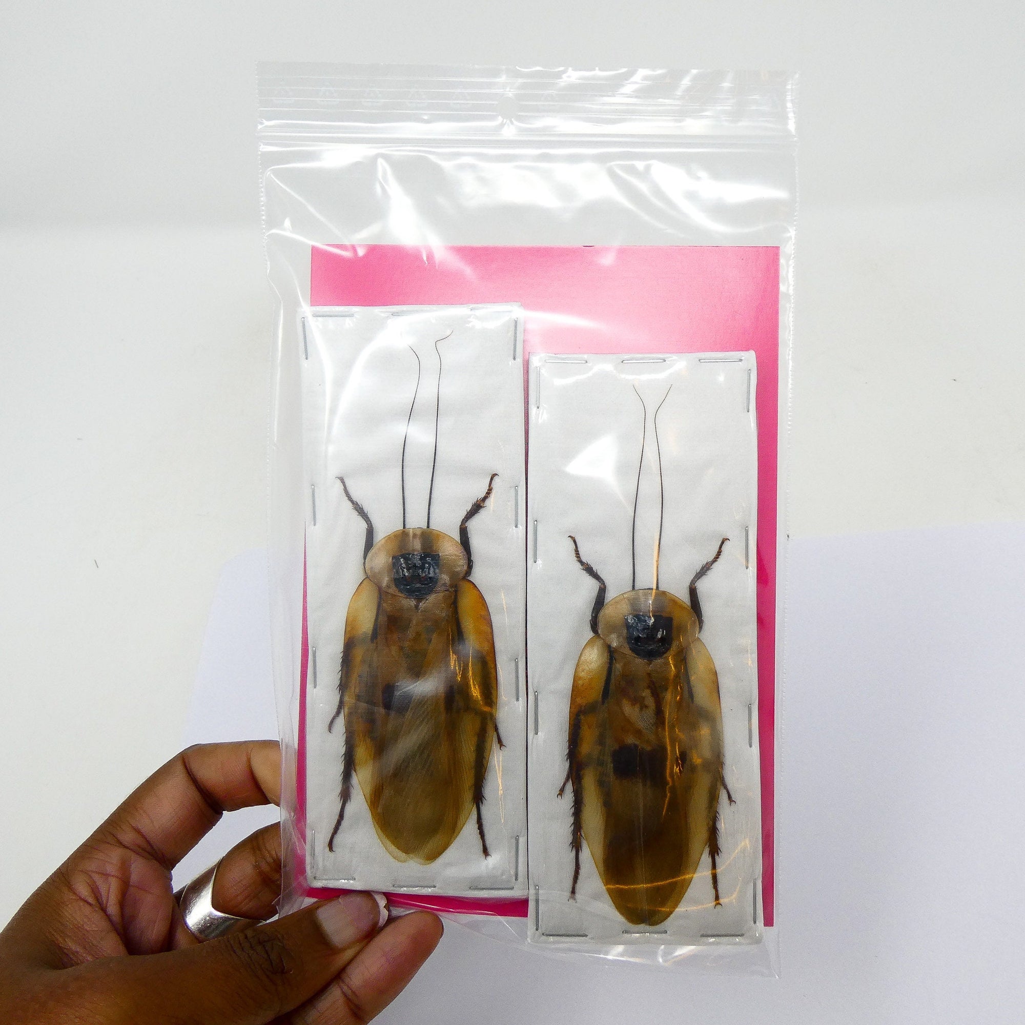 TWO (2) Giant Cave Cockroaches (Blaberus giganteus) A1 Ethically Sourced Entomology Specimens