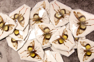 Lot of 10 x Gastrimargus africanus parvulus (SPREAD WINGS-OPEN) A1 Entomology Specimens, Wholesale