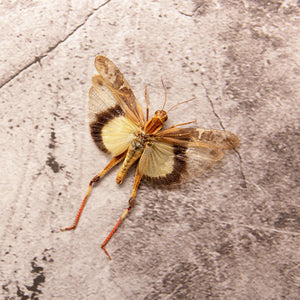 Two (2) Gastrimargus africanus parvulus (SPREAD WINGS-OPEN) A1 Entomology Specimens