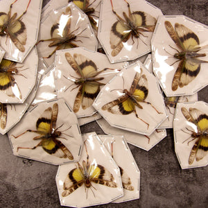 Lot of 10 x Gastrimargus africanus parvulus (SPREAD WINGS-OPEN) A1 Entomology Specimens, Wholesale