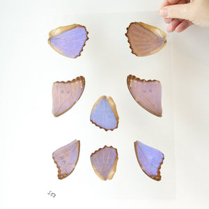 8 Matching Butterfly Wings (Morpho didius) GLOSSY LAMINATED SHEET Real Ethically Sourced Specimens, Wings for Art