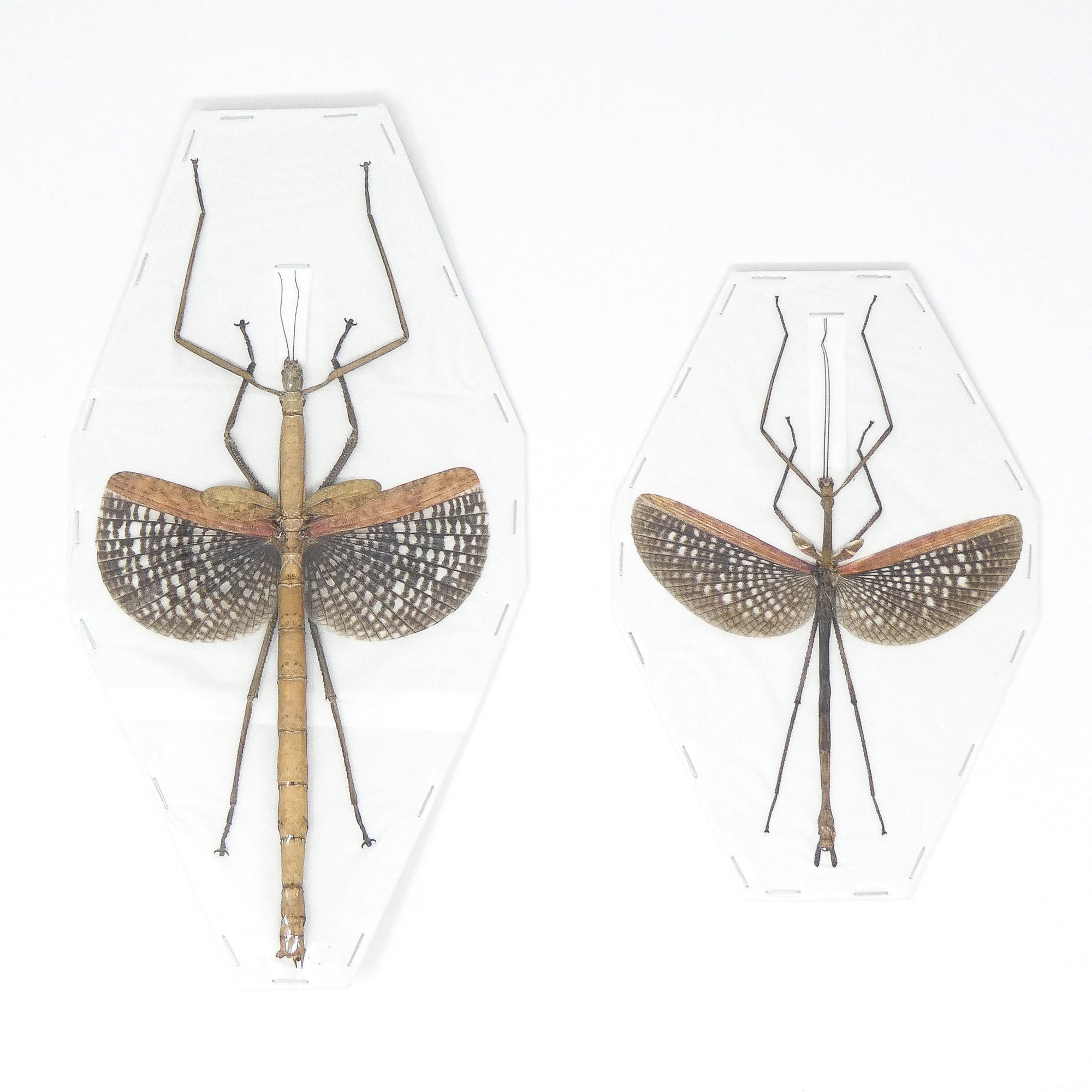 PAIR (2) Buru Giant Stick-Insects SEXED-PAIR (Anchiale buruense) 170mm+ A1 Dry-Preserved Real Entomology Phasmid Specimens