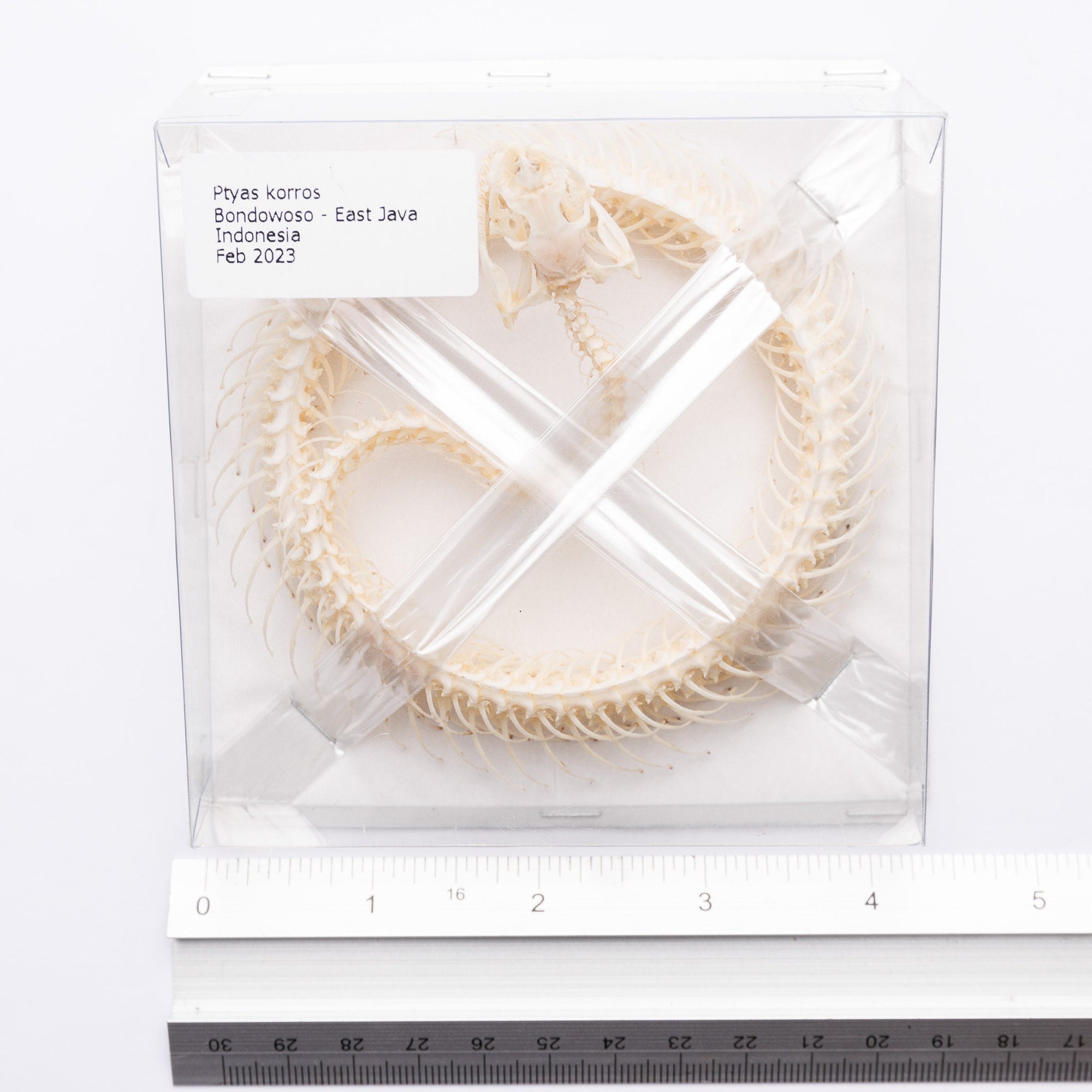 Indo-Chinese Rat Snake Skeleton (Ptyas korros) A1 Coiled Specimen