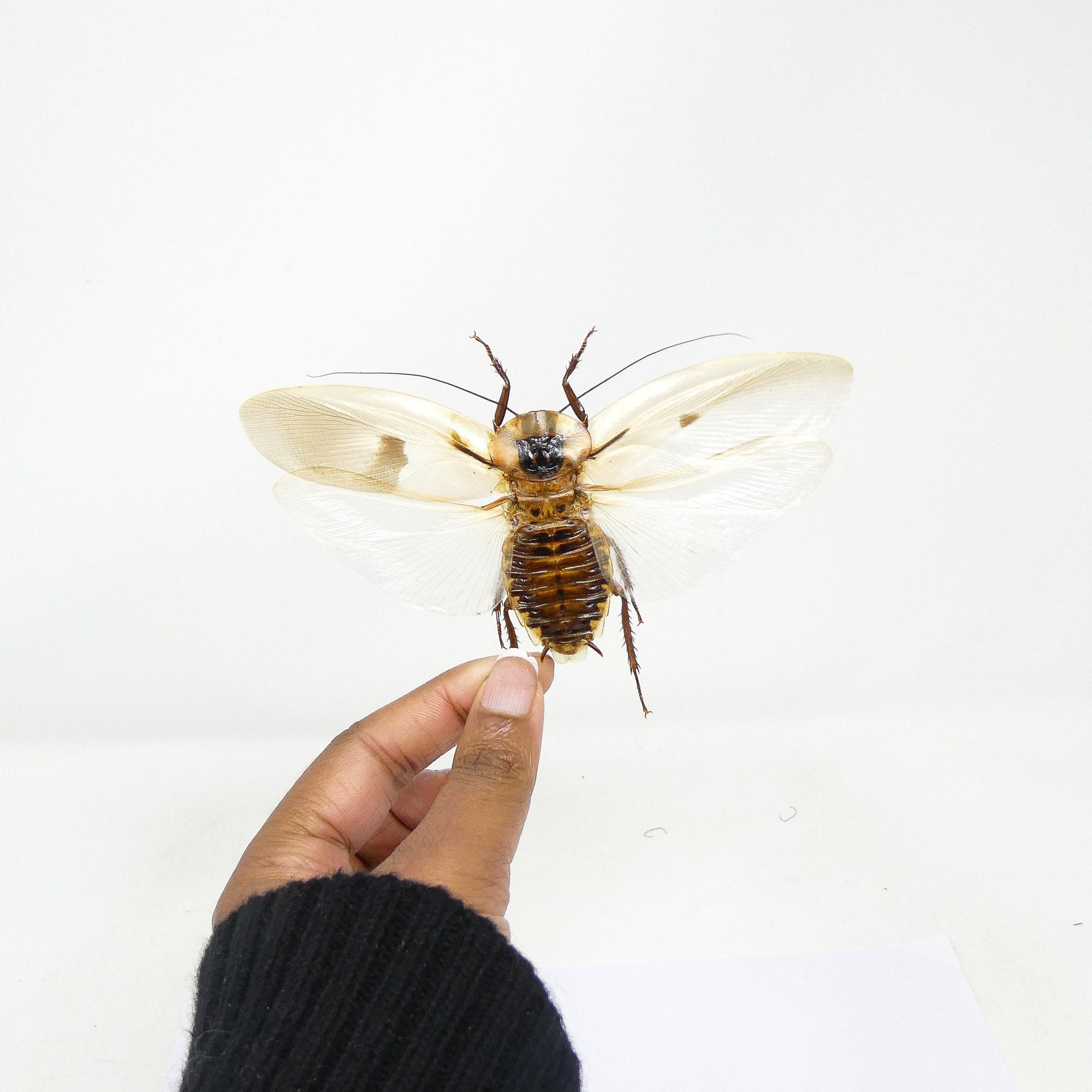 TWO (2) SPREAD Giant Cave Cockroaches (Blaberus giganteus) A1 Ethically Sourced Entomology Specimens 120mm Wingspan