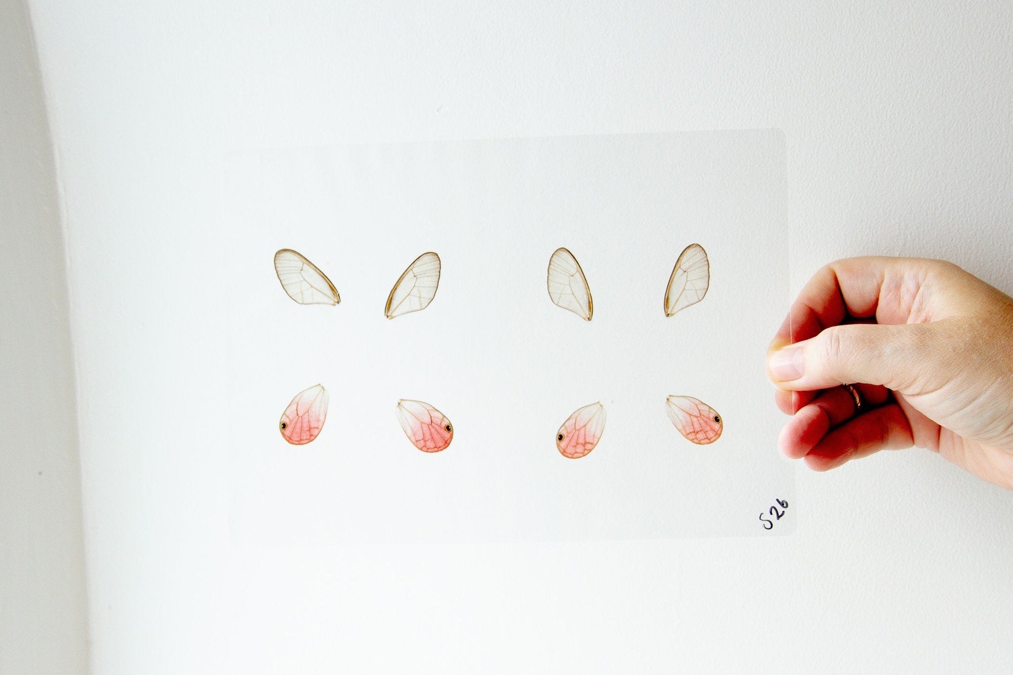 Butterfly Pink Clear Wings GLOSSY LAMINATED SHEET Real Ethically Sourced Specimens Moths Butterflies Wings for Art