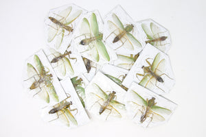 Pack of 10 Assorted GREEN Praying Mantis, A1 Spread Specimens, Various Sizes