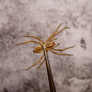 FIVE (5) Wolf Spiders (Lycosidae sp.) 2.5Inch Thailand, A1 Real Entomology Specimens