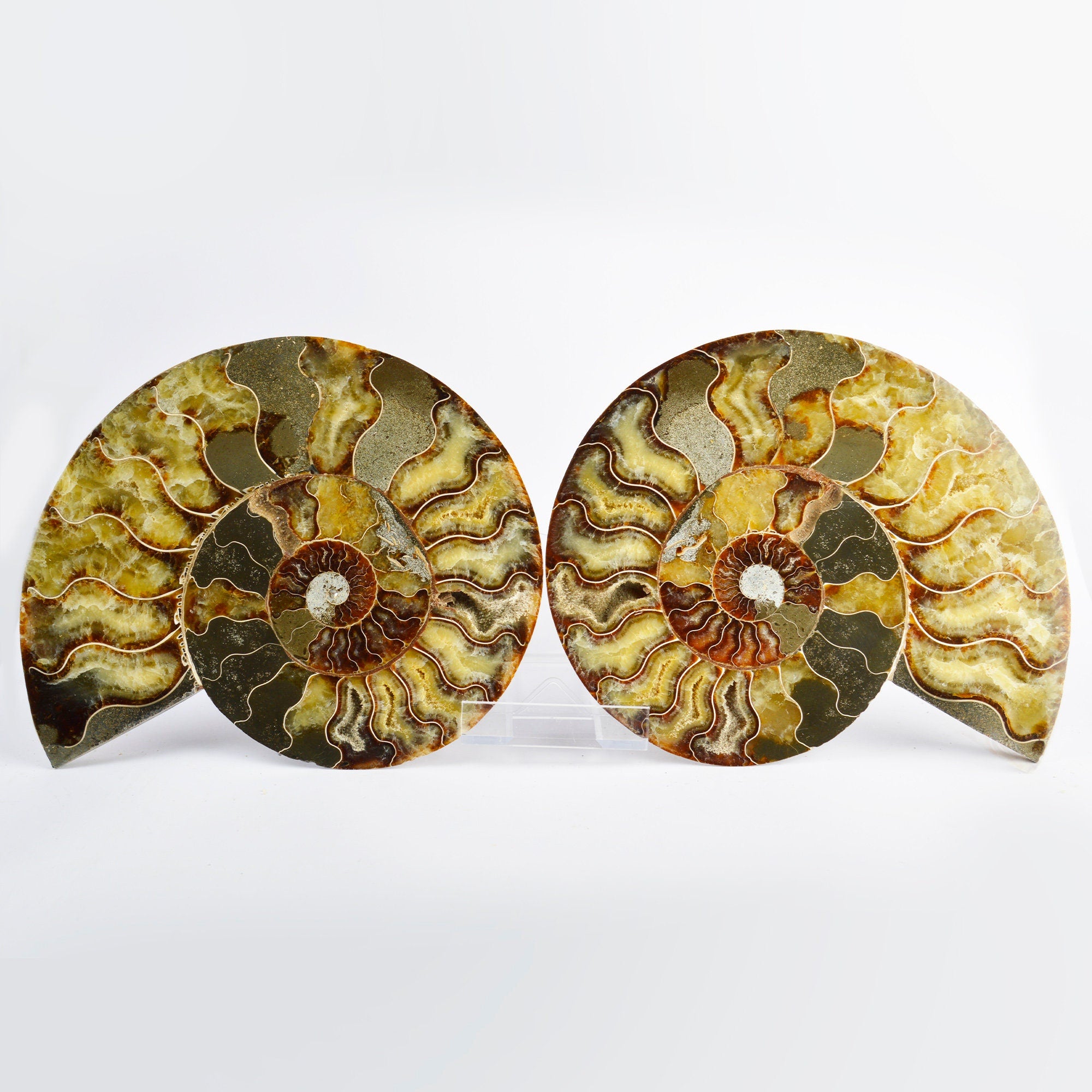 Large Cut & Polished Ammonite Pair | 21.5x170mm | 115 Million Years | Fossil Specimen