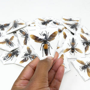 TWO (2) Vespa Hornets (Vespa affinis rufonigrans) A1 Spread Specimens