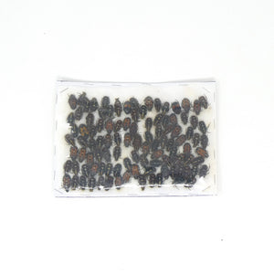 Lot of Small Beetles, Insects & Assorted Specimens - As seen in photo (C15)