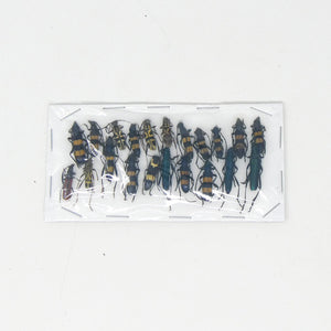 Lot of Small Beetles, Insects & Assorted Specimens - As seen in photo (C16)