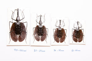 LOT OF 10 Violin Beetles (Mormolyce phyllodes) 60-70mm A1 Entomology Specimens WHOLESALE