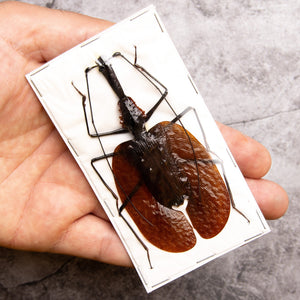 TWO (2) Violin Beetles (Choice of 4 sizes) Mormolyce phyllodes, A1 Entomology Specimens