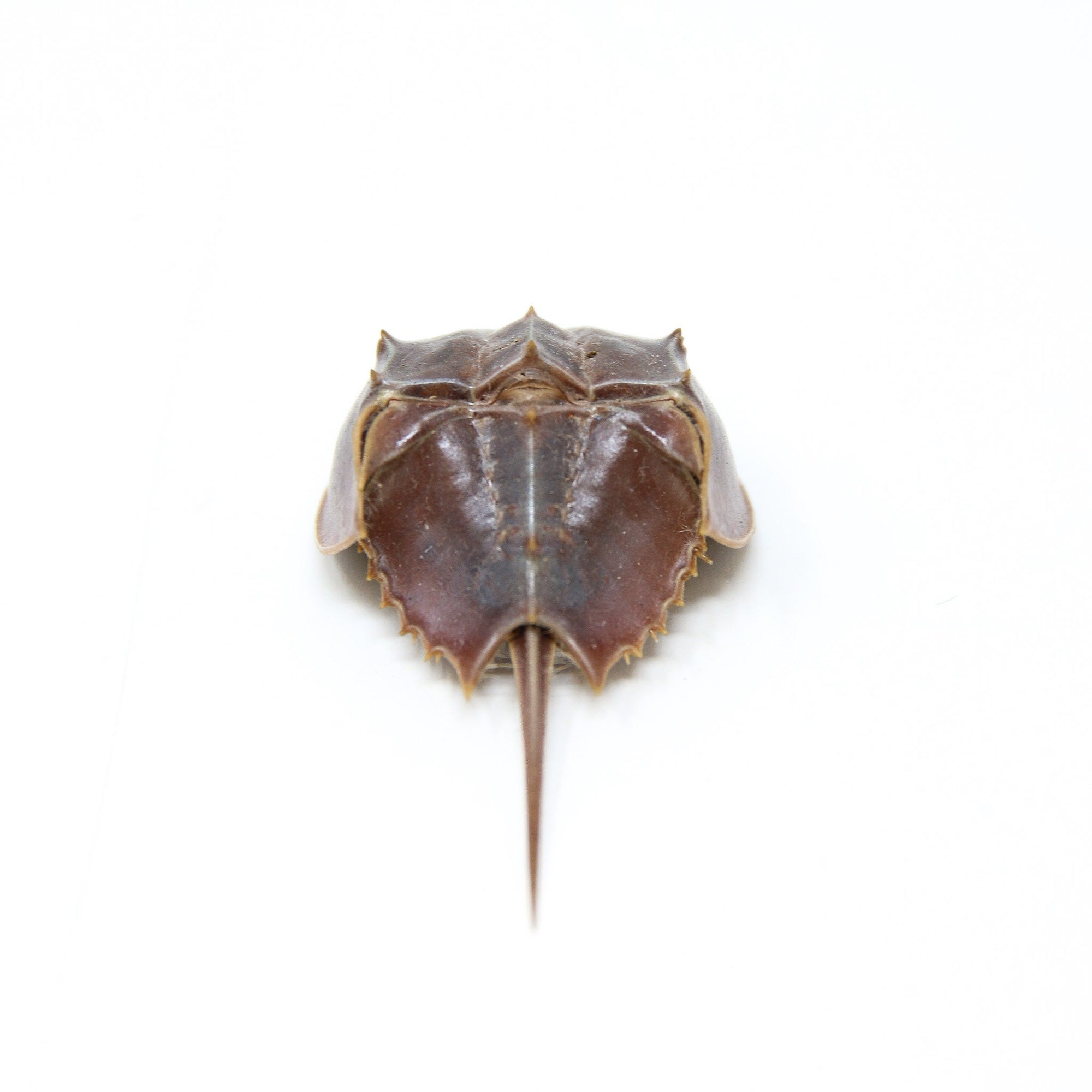 Horseshoe crab (Limulus species) Limulidae Sea-life Specimens for Collecting & Study