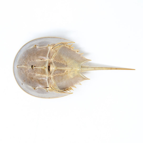 Horseshoe crab (Limulus species) Limulidae Sea-life Specimens for Coll ...