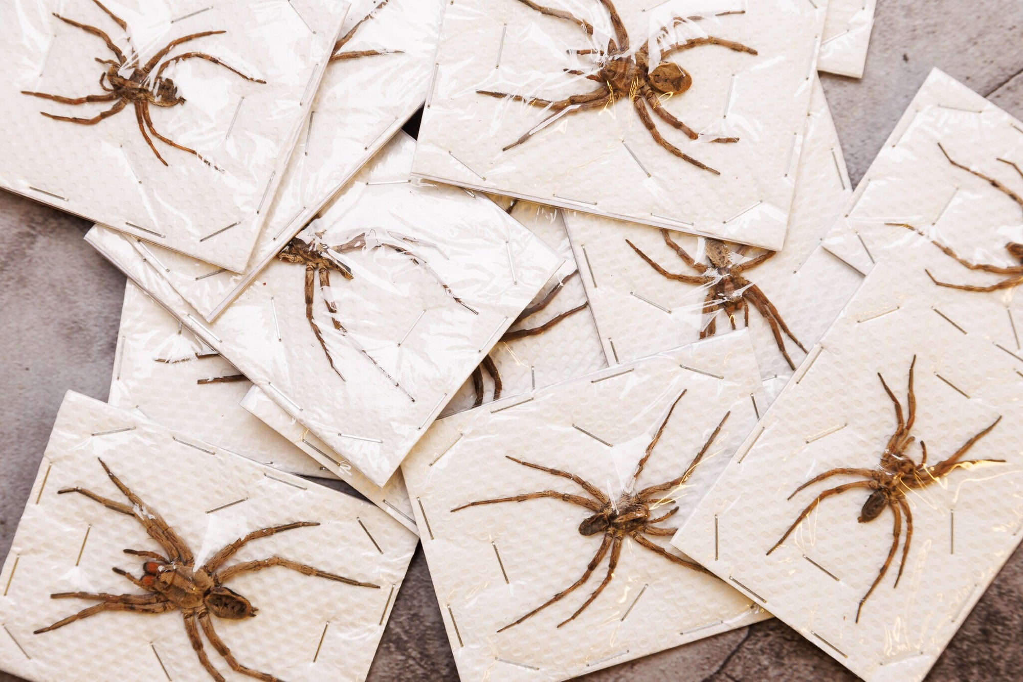 FIVE (5) Wolf Spiders (Lycosidae sp.) 2.5Inch Thailand, A1 Real Entomology Specimens