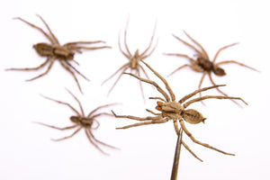 FIVE (5) Wolf Spiders (Lycosidae sp.) 2.5Inch Thailand, A1 Real Entomology Specimens