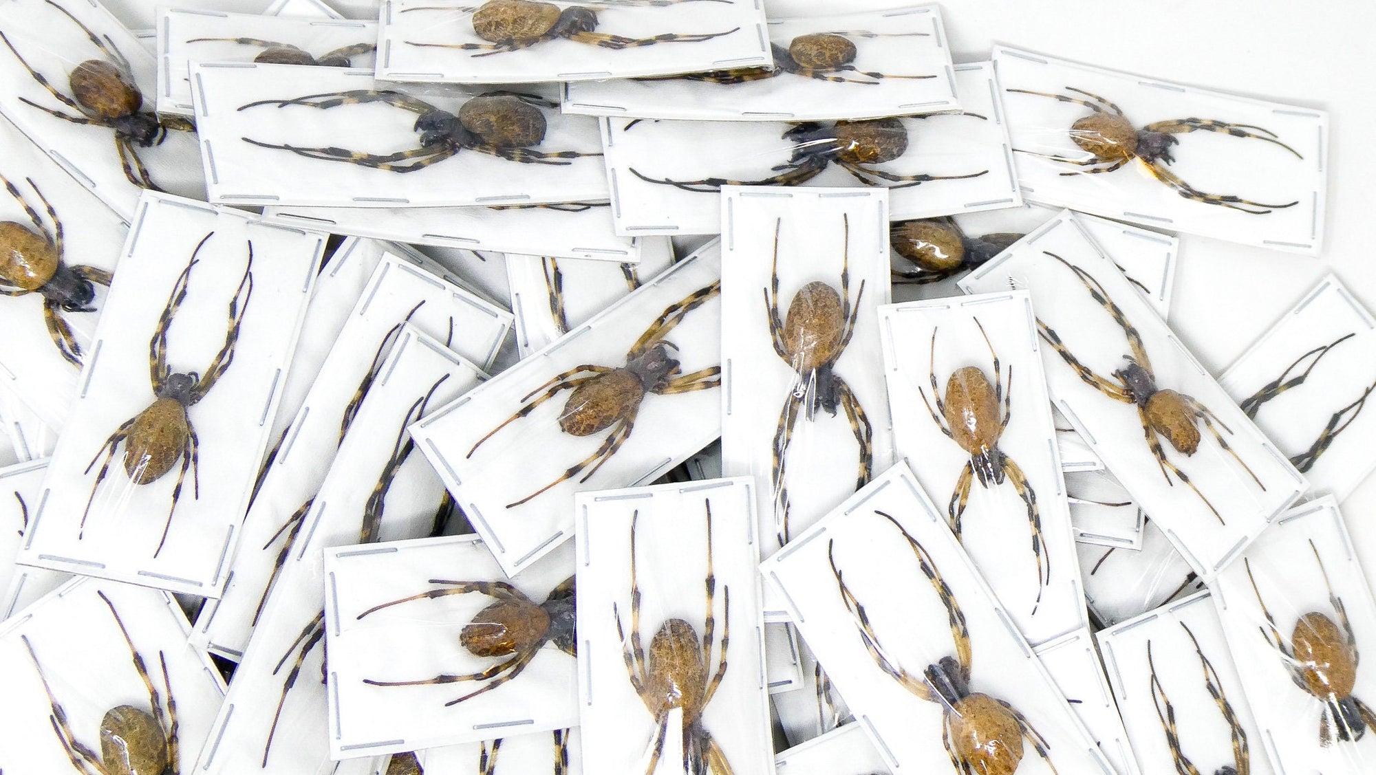 LOT of 10 Malabar Nephilid Spiders (Nephilengys malabarensis) STUFFED ABDOMENS Taxidermy A1