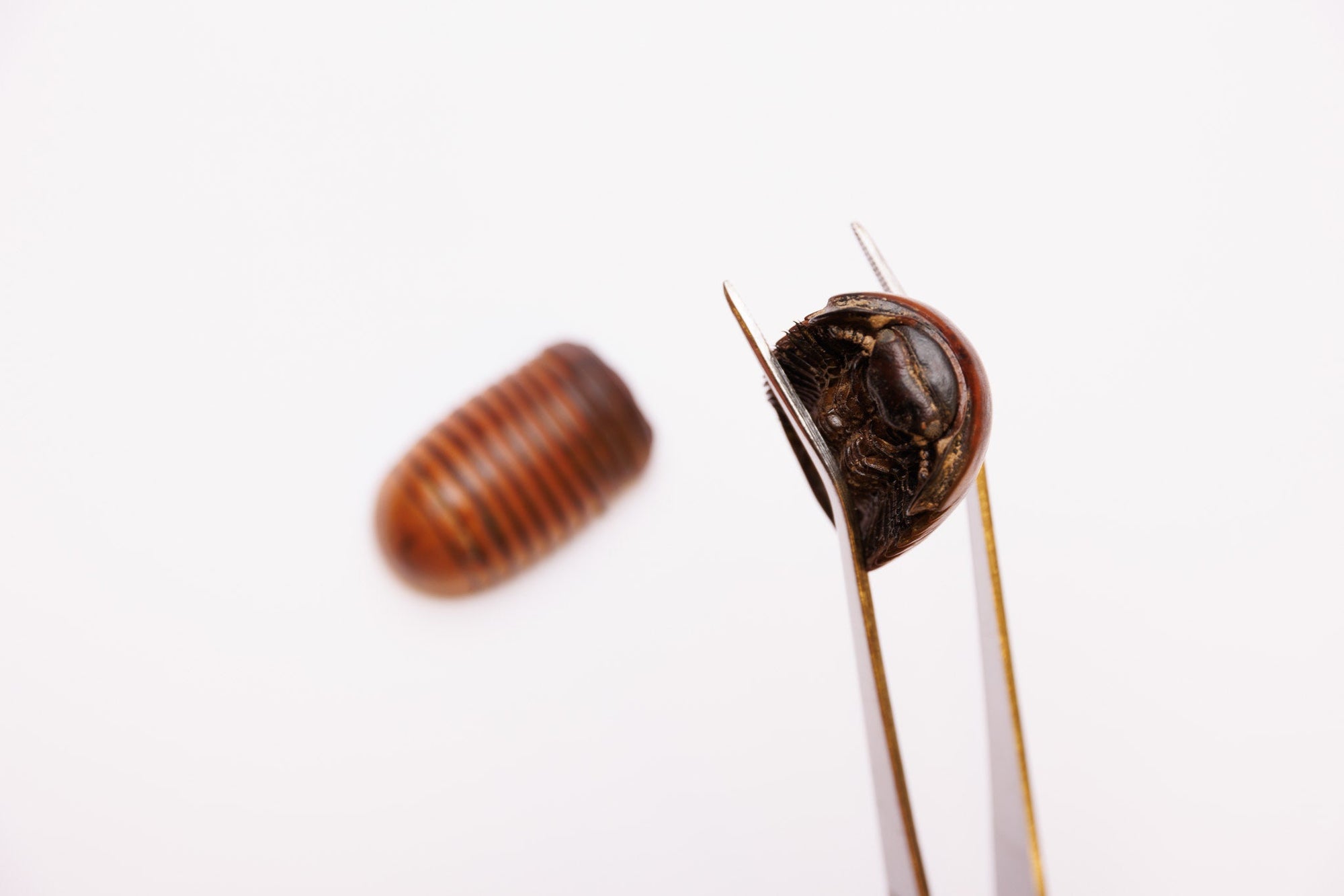 TWO (2) Giant Pill Bugs 1.75Inch (Sphaeropoeus lugubris) Millipede, A1 Real Entomology Specimens