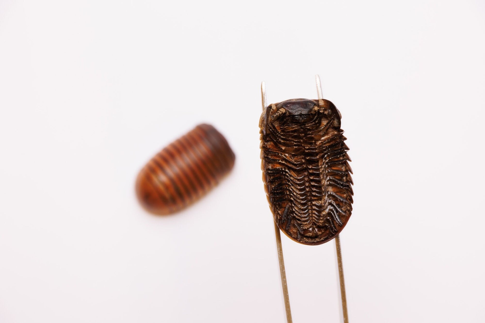 TWO (2) Giant Pill Bugs 1.75Inch (Sphaeropoeus lugubris) Millipede, A1 Real Entomology Specimens